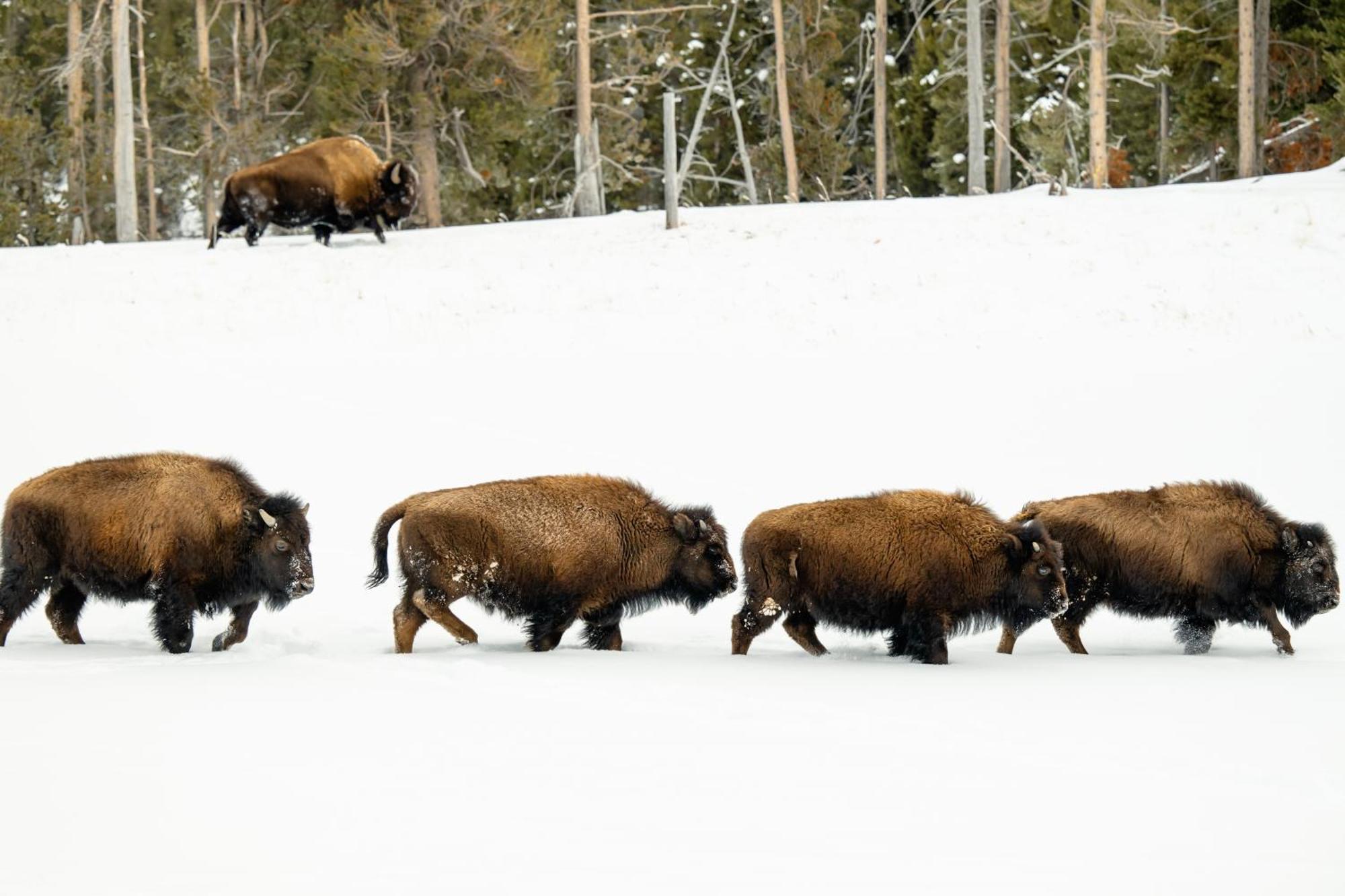 Explorer Cabins At Yellowstone غرب يلوستون المظهر الخارجي الصورة